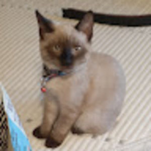 Meet your Posher, Latasha